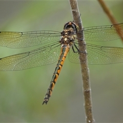 Hemicordulia australiae (Australian Emerald) at Hall, ACT - 7 Nov 2024 by Anna123