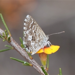 Theclinesthes serpentata at Hall, ACT - 7 Nov 2024