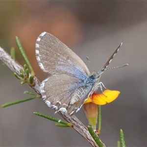 Theclinesthes serpentata at Hall, ACT - 7 Nov 2024