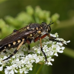 Thereutria amaraca (Spine-legged Robber Fly) at Uriarra Village, ACT - 6 Nov 2024 by DianneClarke