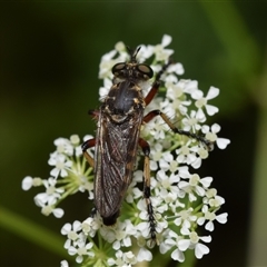 Thereutria amaraca at Uriarra Village, ACT - 7 Nov 2024 09:21 AM