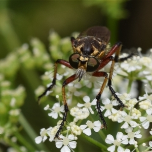 Thereutria amaraca at Uriarra Village, ACT - 7 Nov 2024