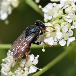 Sericophorus sp. (genus) at Uriarra Village, ACT - 7 Nov 2024