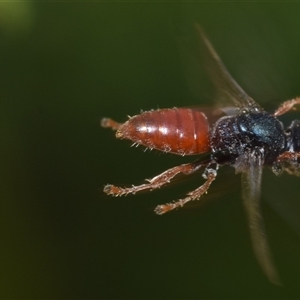 Sericophorus sp. (genus) at Uriarra Village, ACT - 7 Nov 2024