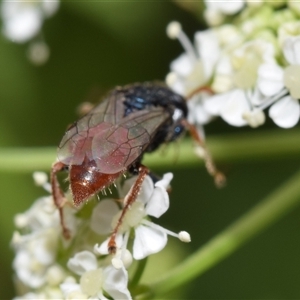 Sericophorus sp. (genus) at Uriarra Village, ACT - 7 Nov 2024