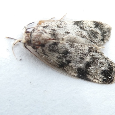 Barea (genus) (A concealer moth) at Belconnen, ACT - 7 Nov 2024 by JohnGiacon