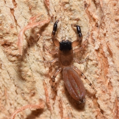 Holoplatys sp. (genus) (Unidentified Holoplatys jumping spider) at Uriarra Village, ACT - 6 Nov 2024 by DianneClarke