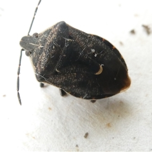 Cermatulus nasalis at Belconnen, ACT - 7 Nov 2024