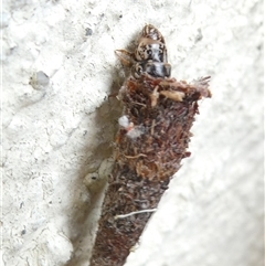 Lepidoscia (genus) IMMATURE (A Case moth (Psychidae) at Belconnen, ACT - 7 Nov 2024 by JohnGiacon