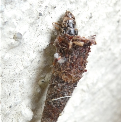 Lepidoscia (genus) IMMATURE (A Case moth (Psychidae) at Belconnen, ACT - 7 Nov 2024 by JohnGiacon