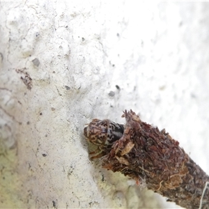 Lepidoscia (genus) IMMATURE at Belconnen, ACT - 7 Nov 2024