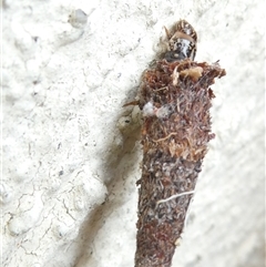 Lepidoscia (genus) IMMATURE at Belconnen, ACT - 7 Nov 2024