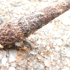 Lepidoscia (genus) IMMATURE at Belconnen, ACT - 7 Nov 2024