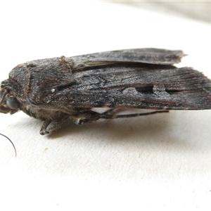 Agrotis infusa at Canberra, ACT - 7 Nov 2024 01:03 PM