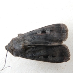 Agrotis infusa at Canberra, ACT - 7 Nov 2024 01:03 PM