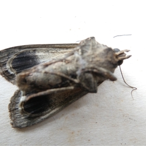 Agrotis infusa at Canberra, ACT - 7 Nov 2024 01:03 PM