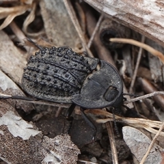 Helea ovata (Pie-dish beetle) at Hall, ACT - 7 Nov 2024 by Anna123