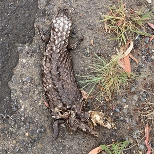 Tiliqua rugosa at Aranda, ACT - 7 Nov 2024 01:43 PM