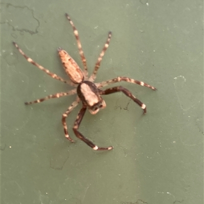 Helpis sp. (genus) (Unidentified Bronze Jumping Spider) at Belconnen, ACT - 3 Nov 2024 by JohnGiacon