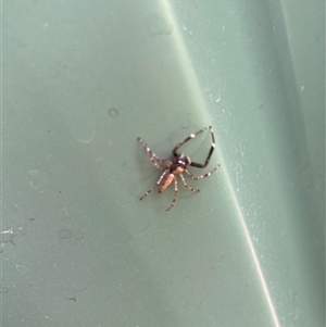 Helpis sp. (genus) at Belconnen, ACT - 3 Nov 2024