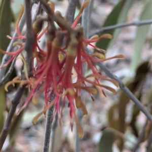 Amyema miquelii at Hawker, ACT - 7 Nov 2024