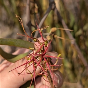 Amyema miquelii at Hawker, ACT - 7 Nov 2024