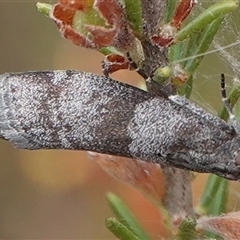 Lasiosticha opimella (Phycitinae) at Hall, ACT - 7 Nov 2024 by Anna123