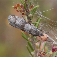 Lasiosticha opimella at Hall, ACT - 7 Nov 2024