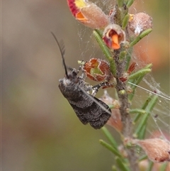 Lasiosticha opimella at Hall, ACT - 7 Nov 2024