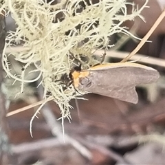 Palaeosia bicosta at Bungendore, NSW - 7 Nov 2024