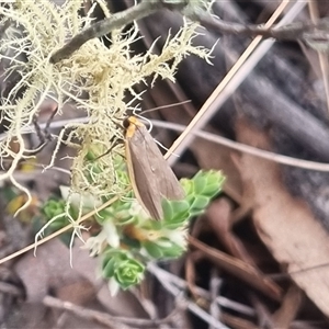 Palaeosia bicosta at Bungendore, NSW - 7 Nov 2024