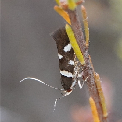 Macrobathra alternatella (A Gelechioid moth) at Hall, ACT - 7 Nov 2024 by Anna123