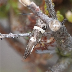 Macrobathra alternatella at Hall, ACT - 7 Nov 2024 10:46 AM