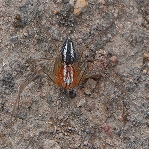 Oxyopes gracilipes at Hall, ACT - 7 Nov 2024