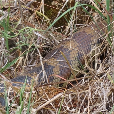 Tiliqua scincoides scincoides (Eastern Blue-tongue) at Campbell, ACT - 27 Oct 2024 by RobParnell