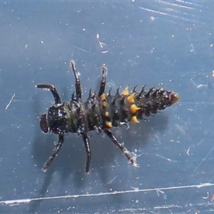 Harmonia conformis at Narrabundah, ACT - 5 Nov 2024