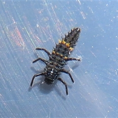 Harmonia conformis at Narrabundah, ACT - 5 Nov 2024