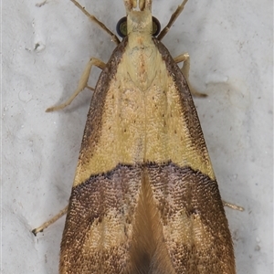 Crocanthes prasinopis at Melba, ACT - 5 Nov 2024 09:04 PM