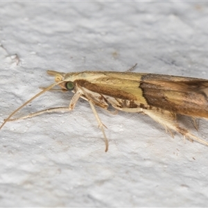 Crocanthes prasinopis at Melba, ACT - 5 Nov 2024 09:04 PM