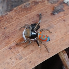 Maratus pavonis (Dunn's peacock spider) at Hall, ACT - 6 Nov 2024 by Anna123