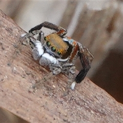 Maratus pavonis at Hall, ACT - suppressed