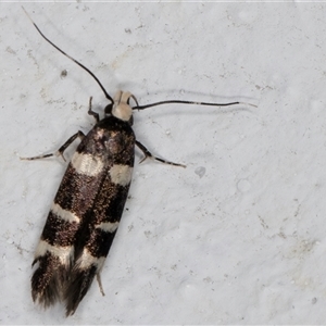 Limnaecia chionospila at Melba, ACT - 5 Nov 2024