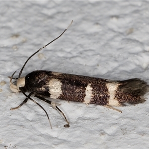 Limnaecia chionospila at Melba, ACT - 5 Nov 2024 09:06 PM