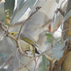 Ptilotula penicillata (White-plumed Honeyeater) at Mundarlo, NSW - 4 Nov 2024 by SimoneC