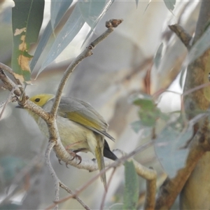 Ptilotula penicillata at Mundarlo, NSW - 5 Nov 2024