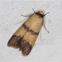 Heteroteucha translatella (Heteroteucha translatella) at Melba, ACT - 5 Nov 2024 by kasiaaus