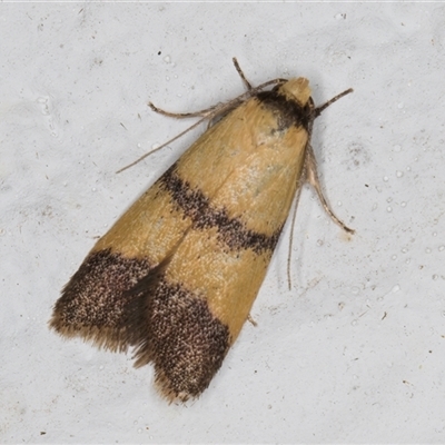 Heteroteucha translatella (Wingia Group) at Melba, ACT - 5 Nov 2024 by kasiaaus