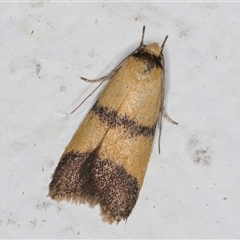 Heteroteucha translatella at Melba, ACT - 5 Nov 2024