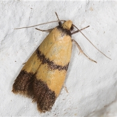 Heteroteucha translatella at Melba, ACT - 5 Nov 2024