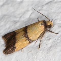 Heteroteucha translatella at Melba, ACT - 5 Nov 2024